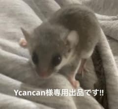Ycancan様専用、リピーター様割引きしています！小動物のおやつのサムネイル