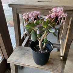 現品販売 金のなる木 桜花月 4号鉢サイズ 鉢植え カネノナルキ 金の