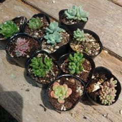 多肉植物 エケベリア セダム 小梅 おもち ペリドット ジョイスタロック
