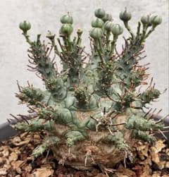 特選ユーフォルビア デセプタ/Euphorbia decepta/希少種子5粒 - メルカリ