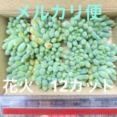 カット苗 多肉 詰め合わせ 寄せ植え 花火 12カット - メルカリ