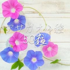 あさがおの種50粒のサムネイル