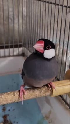 文鳥・オウム・その他の鳥のサムネイル