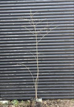 山採り天然 ツリバナ 3本株立ち 12 - メルカリ