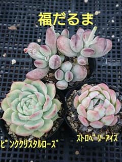 ☆多肉植物☆ピンククリスタルローズ&福だるま&ストロベリーアイス・エケベリア☆のサムネイル