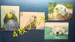 新品 鳥羽水族館 ラッコ メイ キラ ポスター×4枚フルセット - メルカリ