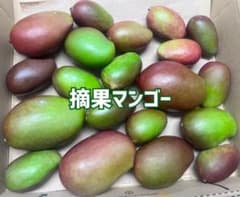 摘果青マンゴー1キロ（20g〜100g）コンパクトBOX - メルカリ