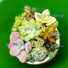 多肉植物カット苗寄せ植えセット （6㌢鉢使用）のサムネイル