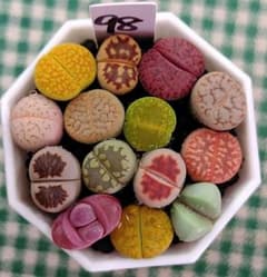 多肉植物リトープス/コノフィツム/メセン 小玉 カラフル セット 土なし