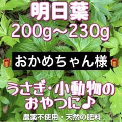 天然 明日葉200g〜230gビワの葉5枚プレゼントうさぎや小動物のおやつに♪のサムネイル