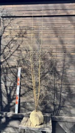 エゴノキ/株立ち【現品発送】管理80024 - メルカリ