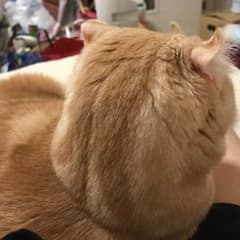 シロ様専用のサムネイル