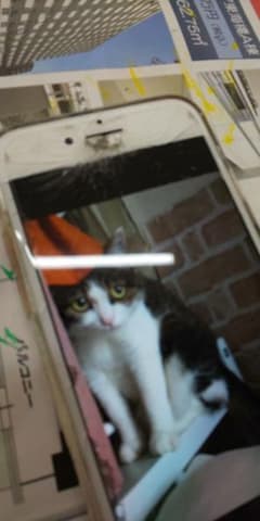 確認用のサムネイル