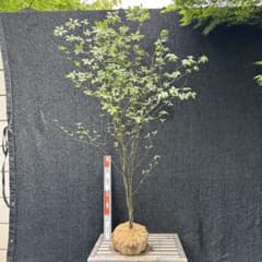 クロモジ　山採り　大株　【品番3368】 クロモジ 山採り 大株 【品番3368】 - メルカリ