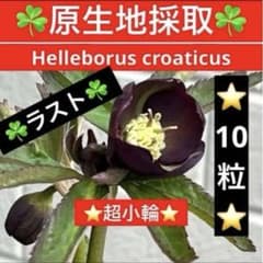 ❤️4❤️⭐️クリスマスローズ⭐️自然交配種子⭐️ ❤️204❤️☘️ラスト☘️⭐️クリスマスローズ⭐️自然交配種子