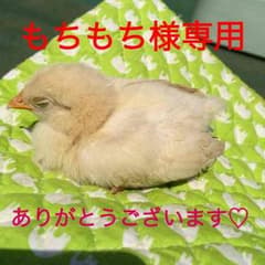 もちもち様専用♡のサムネイル