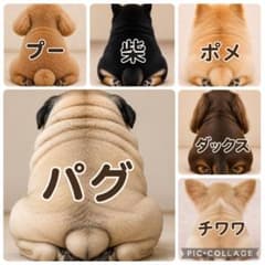 最新柄‼️パネル生地‼️パグ チワワ ポメラニアン - メルカリ