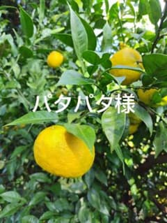 2 黄柚子 本柚子 コンパクトボックスのサムネイル