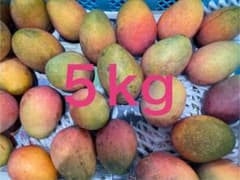 【訳あり】沖縄県産マンゴー5kg・緑多め・糖度低めのサムネイル