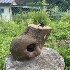 クワリウム シェルター 登り木 エサ台 天然木 - メルカリ