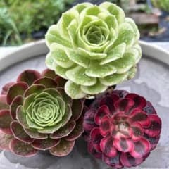 アエオニウム 多肉植物 抜き苗　3種セット② 万華のサムネイル