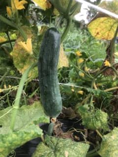 きゅうり　種　イギリス野菜　夏野菜　家庭菜園　野菜種　自由研究のサムネイル