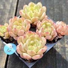 NEW❗️510多肉植物 エケベリア レッド翡翠 抜き苗 寄せ植え 4苗セット