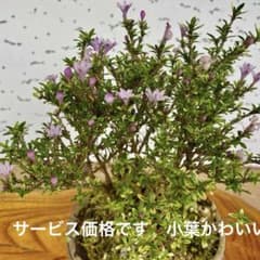 値下げ 盆栽 珊瑚石付き香丁木 小葉 葉も花も小さい かわいい