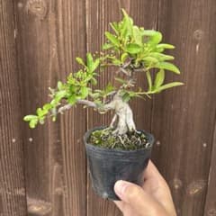 盆栽　橘もどき　ピラカンサ　のんびり盆栽のサムネイル