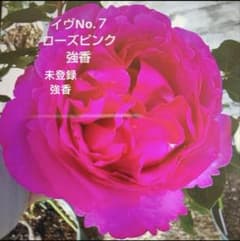 イヴNO.7ピンク バラ苗 接木新苗 強香 入手困難 4号 薔薇 苗 ラスト1苗のサムネイル