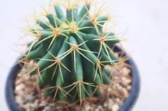 フェロカクタス・王冠竜のサムネイル