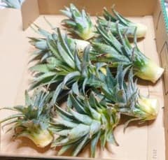 沖縄本島産　大人気！水耕でも！スナックパインの種苗５本セット！のサムネイル