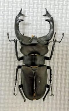 特大マンディブラリスフタマタクワガタ標本 | Shop at Mercari from