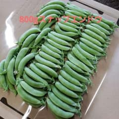新鮮 スナップエンドウ 収穫野菜800gのサムネイル