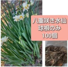 オキザリスフェグソニアエ開花終わり株 スーパーレアの品種 2株 鉢ごと