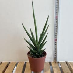 サンスベリア【フランシシー】　2.5寸鉢のサムネイル
