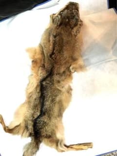 狼敷革のサムネイル