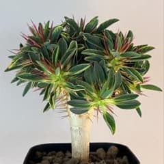 ユーフォルビア ギラウミニアナ 実生 【多分岐】 - メルカリ