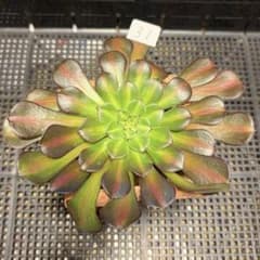 31#多肉植物アエオニウム錦❤️ガーネット中斑錦❤️1大頭15cm カット