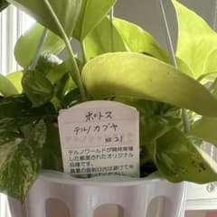 ポトス テリノカグヤのサムネイル