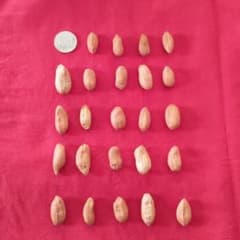 注目＋α　オオマサリ　種　千葉県産のサムネイル