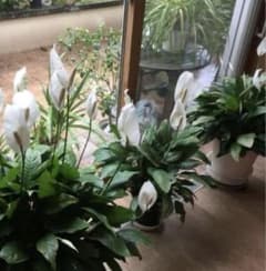 観葉植物　スパティフィラム　発根済　4本のサムネイル