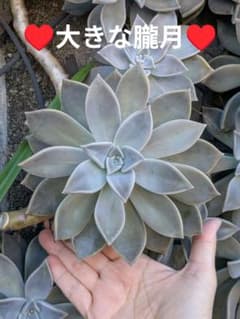 ♥15cm前後♥ 特大朧月 カット苗 多肉植物 - メルカリ