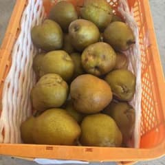 senna様専用　　　大12kg メロウリッチ大傷のサムネイル