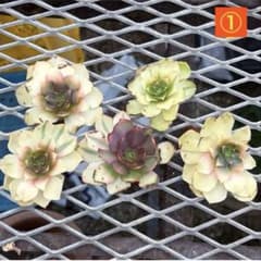 アエオニウム 雨荷（2代） 法師錦 カット苗セット 5苗 - メルカリ