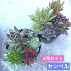 多肉植物詰め合わせ☆寄せ植え2セット☆❣️カット苗、根ありや微根の抜き苗mix❣️のサムネイル