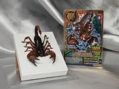レッドクロースコーピオン　立体標本のサムネイル