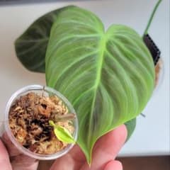 【匿名配送】フィロデンドロン エルチョコレッド 茎　葉・気根付きのサムネイル