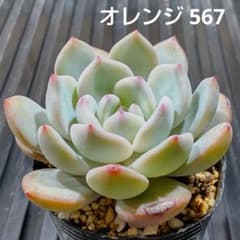 オレンジ 567 エケベリア 多肉植物 抜き苗 - メルカリ
