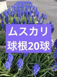ムスカリ　球根　20球のサムネイル